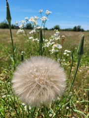 Tragopogon pratensis