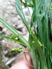 Carex laxiculmis copulata