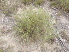 Agathosma stenopetala