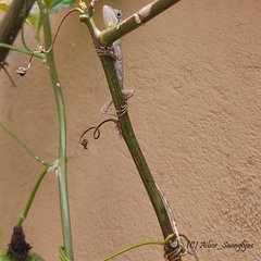 Ptyctolaemus gularis