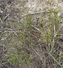 Agathosma stenopetala