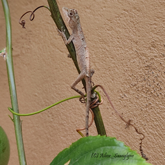 Ptyctolaemus gularis