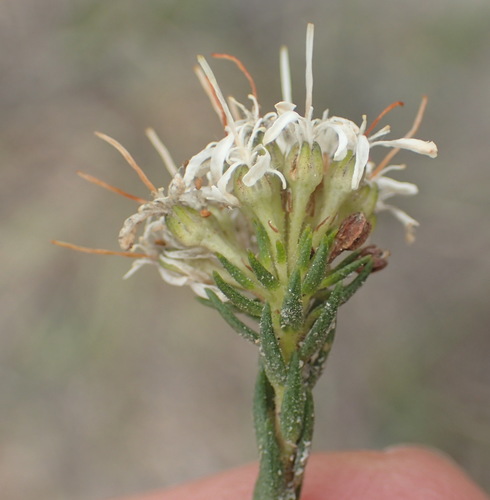Image of Agathosma hirta by (c) Nicola van Berkel, some rights reserved (CC BY-SA)