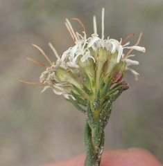 Agathosma stenopetala