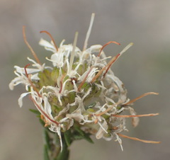 Agathosma stenopetala