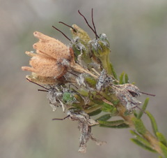 Agathosma stenopetala