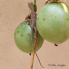 Ptyctolaemus gularis