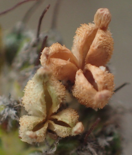 Image of Agathosma hirta by (c) Nicola van Berkel, some rights reserved (CC BY-SA)