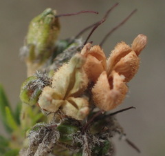 Agathosma stenopetala