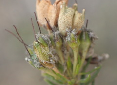 Agathosma stenopetala