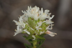 Agathosma stenopetala