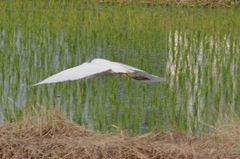 Ardea intermedia