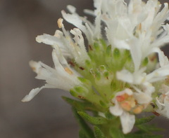 Agathosma stenopetala