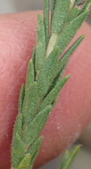 Agathosma stenopetala