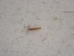 Erichsonella attenuata