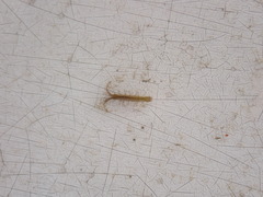 Erichsonella attenuata