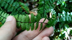 Asplenium azoricum