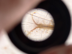 Erichsonella attenuata