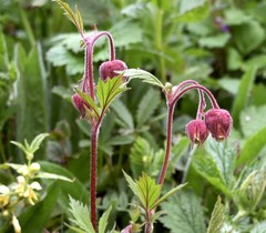 Geum rivale