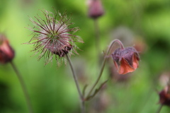 Geum rivale