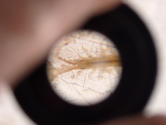 Erichsonella attenuata