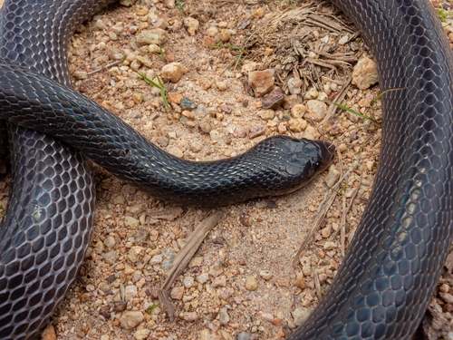 Photo of a Black False Boa (Pseudoboa nigra)