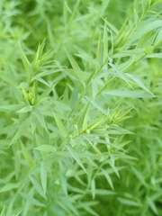 Linum