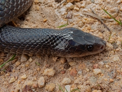 Pseudoboa nigra