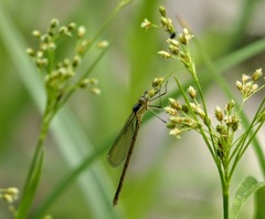 Lestes vigilax