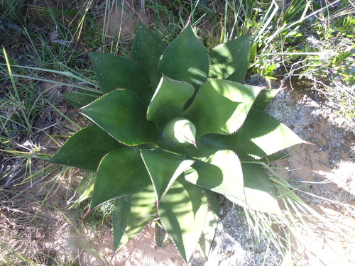 Agave sylvesteriana