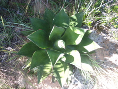 Agave sylvesteriana