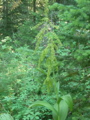Veratrum viride eschscholtzianum