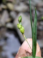 Carex laxiculmis copulata