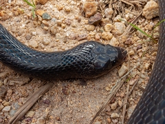 Pseudoboa nigra