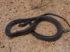 Pseudoboa nigra