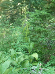 Veratrum viride eschscholtzianum