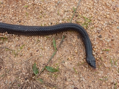 Pseudoboa nigra