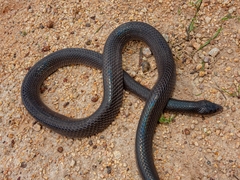 Pseudoboa nigra
