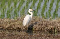 Ardea intermedia