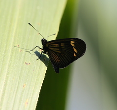 Actinote guatemalena