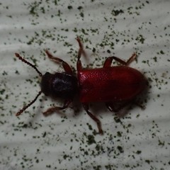 Zenodosus sanguineus