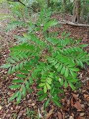 Simarouba