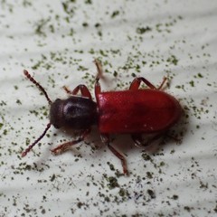 Zenodosus sanguineus