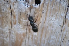 Camponotus herculeanus