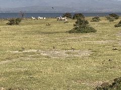 Cursorius temminckii