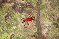 Phricotelphusa limula