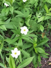 Anemonastrum canadense