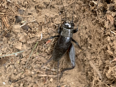 Gryllus saxatilis
