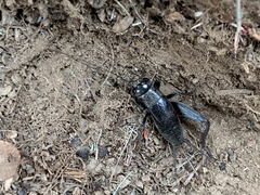 Gryllus saxatilis