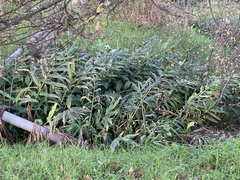 Hedychium gardnerianum